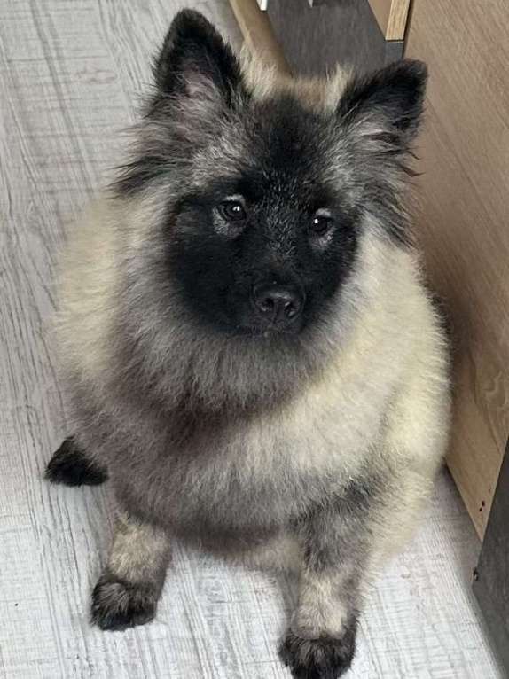 Собаки в Москве: Тайга Из Воронцовского Дворца  Девочка, 80 000 руб. - фото 1