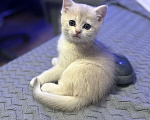 Кошки в Москве: Котенок британский девочка Девочка, 18 000 руб. - фото 1