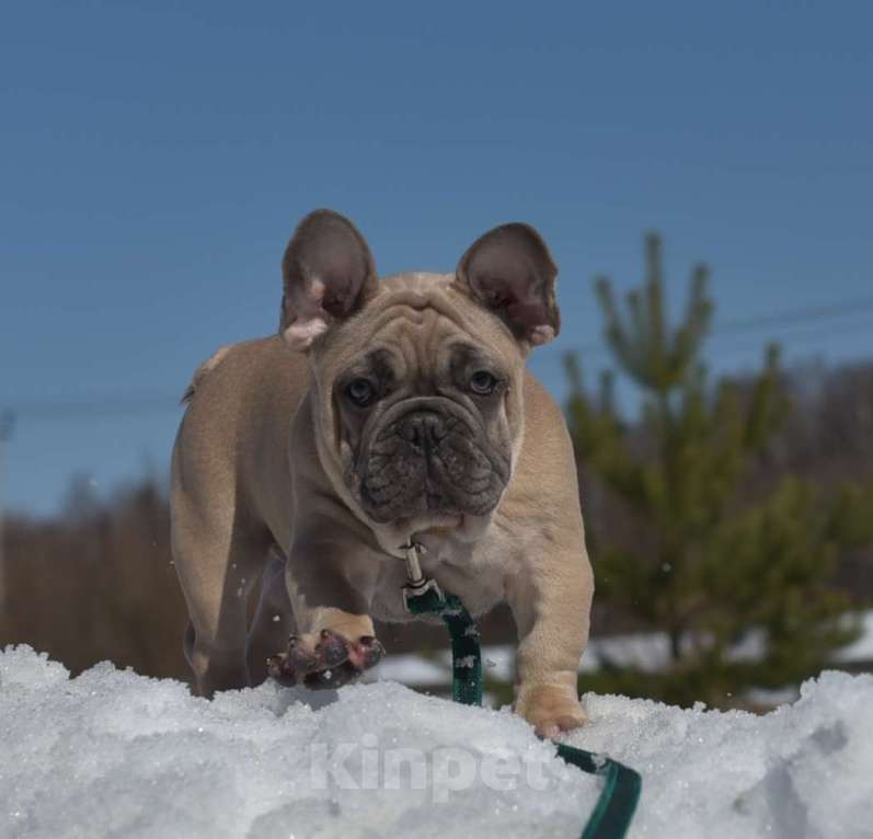 Собаки в Москве: Мальчик палевоголубой Мальчик, 35 000 руб. - фото 1
