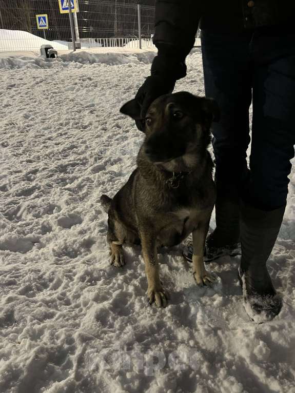 Собаки в Москве: Собака в добрые руки Девочка, Бесплатно - фото 9