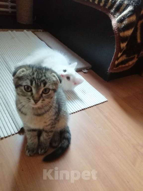 Кошки в Чехове: котята турецкой ангоры Мальчик, 500 руб. - фото 1