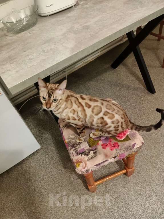 Кошки в других городах Владимирской области: Бенгальский котик Мальчик, 15 000 руб. - фото 3