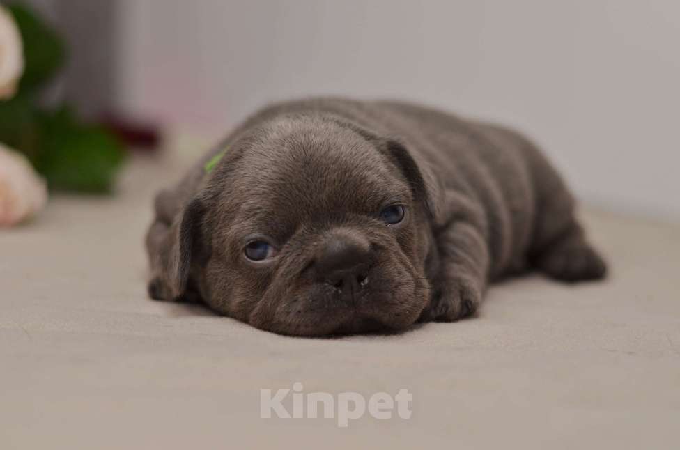 Собаки в Перми: Щенки французского бульдога Разнополые, Бесплатно - фото 3