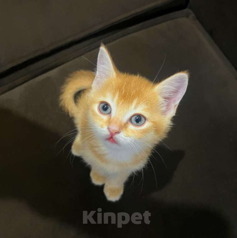 Кошки в Реутове: Шотландский золотая шиншилла прямоухий Мальчик, 20 000 руб. - фото 1