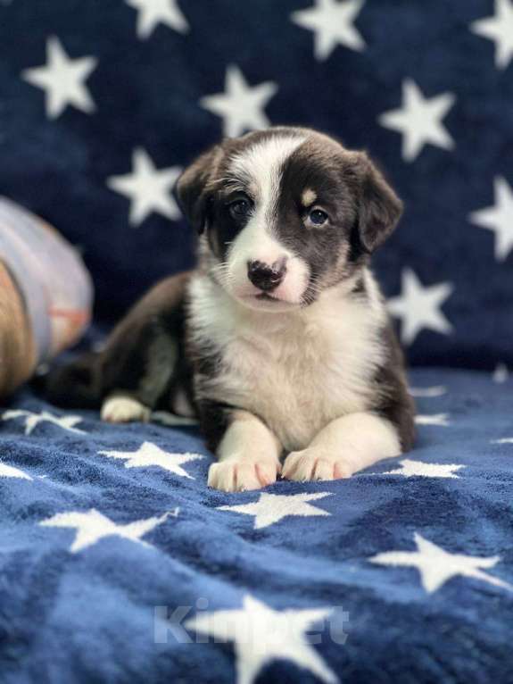 Собаки в других городах Московской области: Щенки Мальчик, 1 000 руб. - фото 6