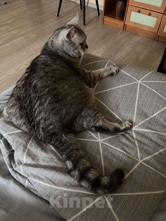 Кошки в Красногорске: Кота в добрые руки Мальчик, Бесплатно - фото 2