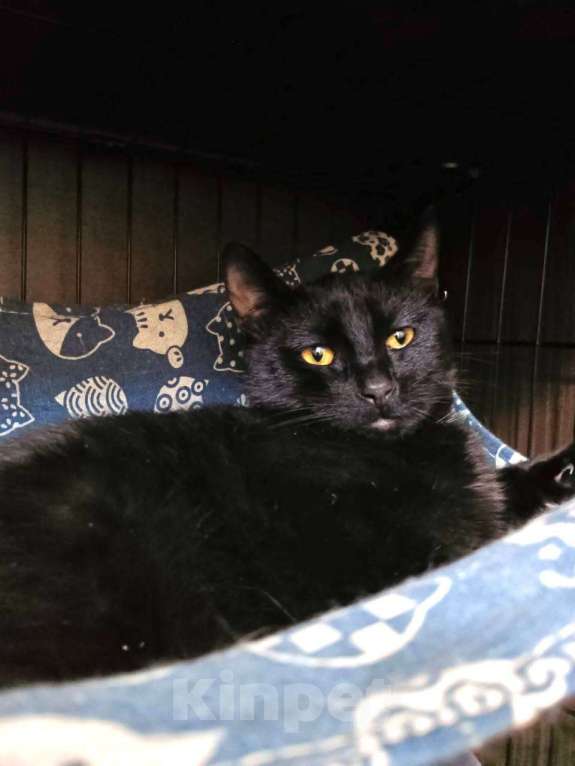 Кошки в Москве: Котенок Бусик Мальчик, Бесплатно - фото 10