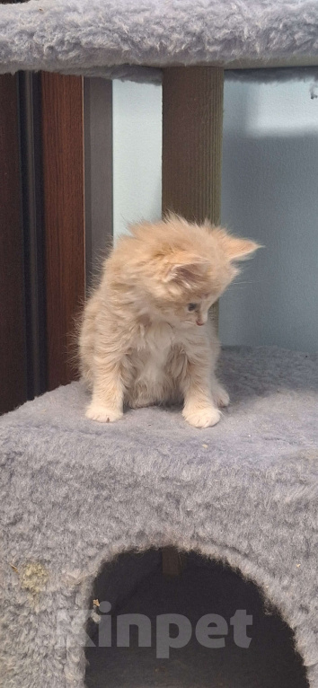 Кошки в Краснодаре: Курбобики Мальчик, Бесплатно - фото 5