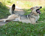 Собаки в Электростали: Удивительный пёс Чингиз в поиске дома Мальчик, Бесплатно - фото 7