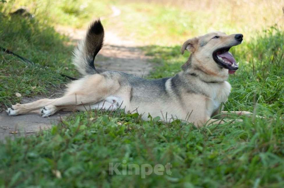 Собаки в Электростали: Удивительный пёс Чингиз в поиске дома Мальчик, Бесплатно - фото 7
