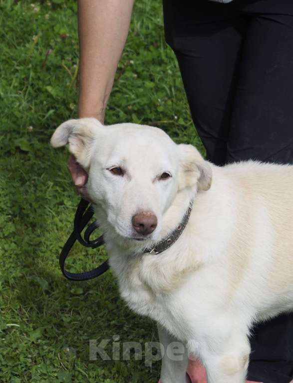 Собаки в Москве: Сэм, мастер поцелуя Мальчик, 1 руб. - фото 2