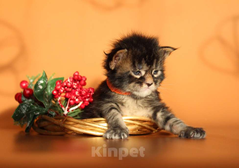 Кошки в Екатеринбурге: Котёнок мейн-кун Сириус Мальчик, 70 000 руб. - фото 6