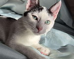Кошки в Санкт-Петербурге: Ищет дом ласковый котейка Дантес Мальчик, Бесплатно - фото 9