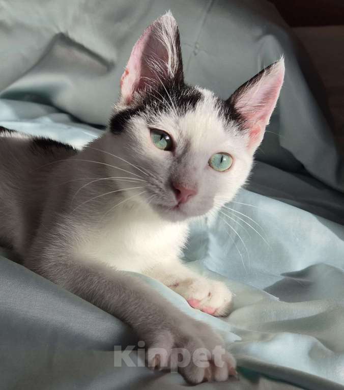 Кошки в Санкт-Петербурге: Ищет дом ласковый котейка Дантес Мальчик, Бесплатно - фото 9