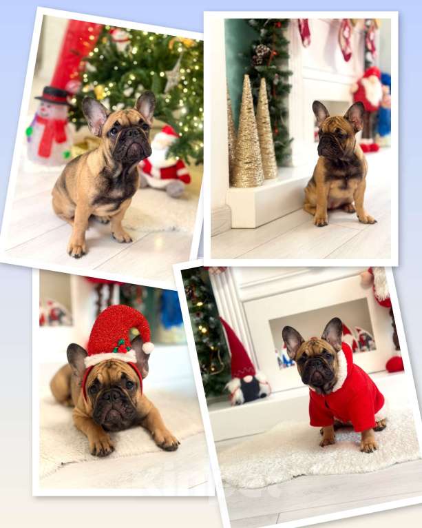 Собаки в Москве: Щенки французского бульдога Девочка, 55 000 руб. - фото 1