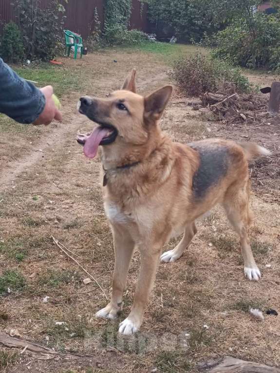 Собаки в Москве: Идеальный семьянин Мальчик, Бесплатно - фото 2