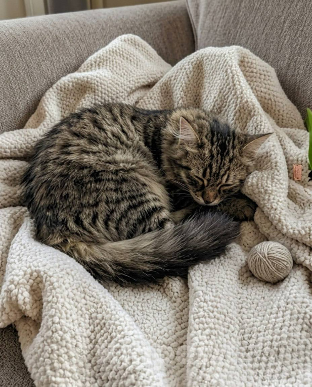 Кошки в Красногорске: Котенок Мелисса в добрые руки Девочка, Бесплатно - фото 7