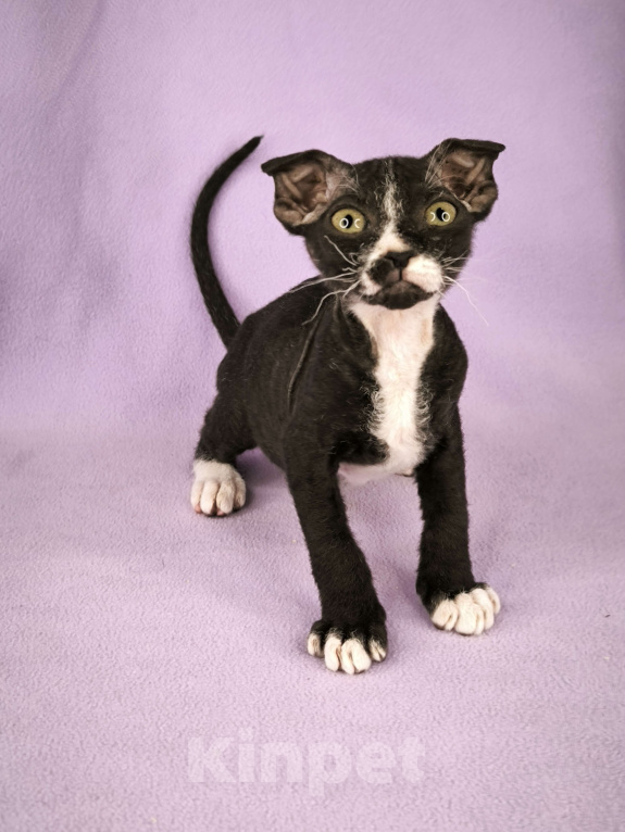 Кошки в Москве: Украинский левкой чистопродный.  Мальчик, Бесплатно - фото 7