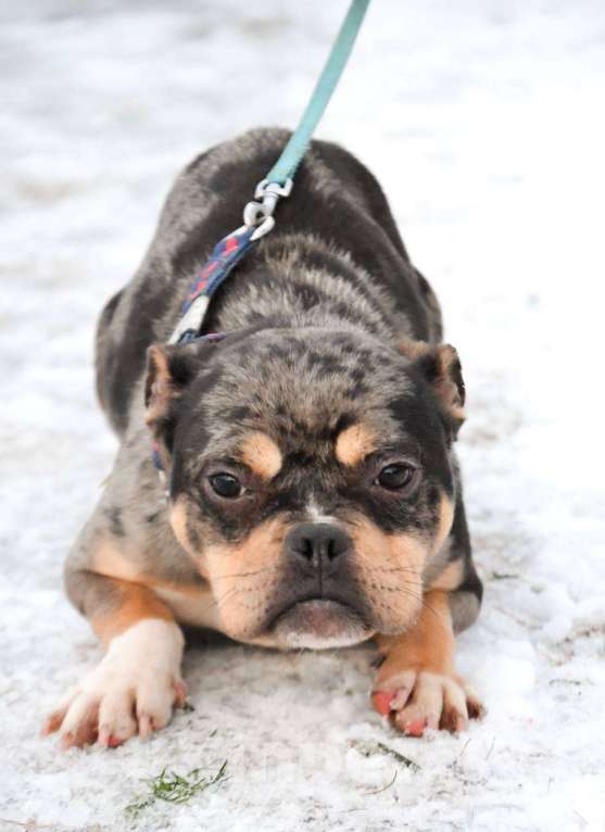 Собаки в Москве: Американский булли в добрые руки  Девочка, Бесплатно - фото 4