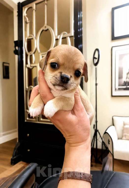 Собаки в других городах Московской области: Продам щенка Чихуахуа Девочка, 80 000 руб. - фото 2