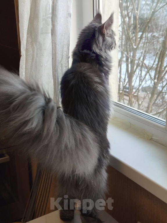 Кошки в Санкт-Петербурге: Шикарная меховая девочка Девочка, 50 000 руб. - фото 3