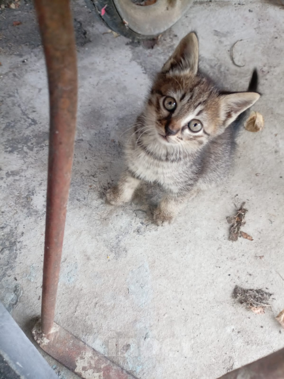 Кошки в Майкопе: Котенок в добрые руки Девочка, Бесплатно - фото 1
