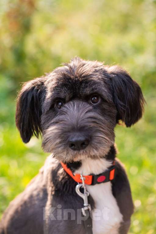 Собаки в Москве: Зелибоба (Боб) Мальчик, Бесплатно - фото 1