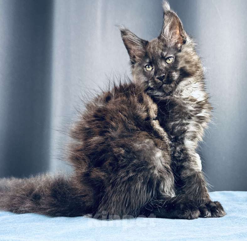 Кошки в Москве: Мейн-кун мальчик Veyron Ulan Mistwolf — крупный кот в модном окрасе «чёрный дым» Мальчик, 120 000 руб. - фото 10