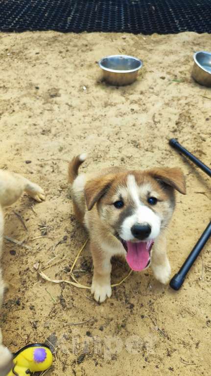 Собаки в других городах Московской области: Пупырка Девочка, Бесплатно - фото 3