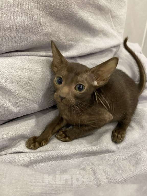 Кошки в Краснодаре: Ориентальный котенок Девочка, Бесплатно - фото 5