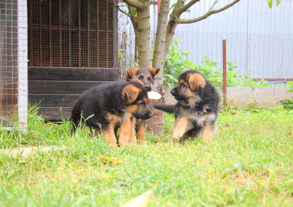 Собаки в других городах Московской области: Щенки Немецкой овчарки РКФ Мальчик, 60 000 руб. - фото 8