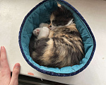 Кошки в Ростове-на-Дону: ✨отдаю срочно котят в добрые руки✨ Девочка, 100 руб. - фото 5