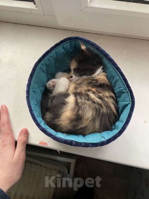 Кошки в Ростове-на-Дону: ✨отдаю срочно котят в добрые руки✨ Девочка, 100 руб. - фото 5