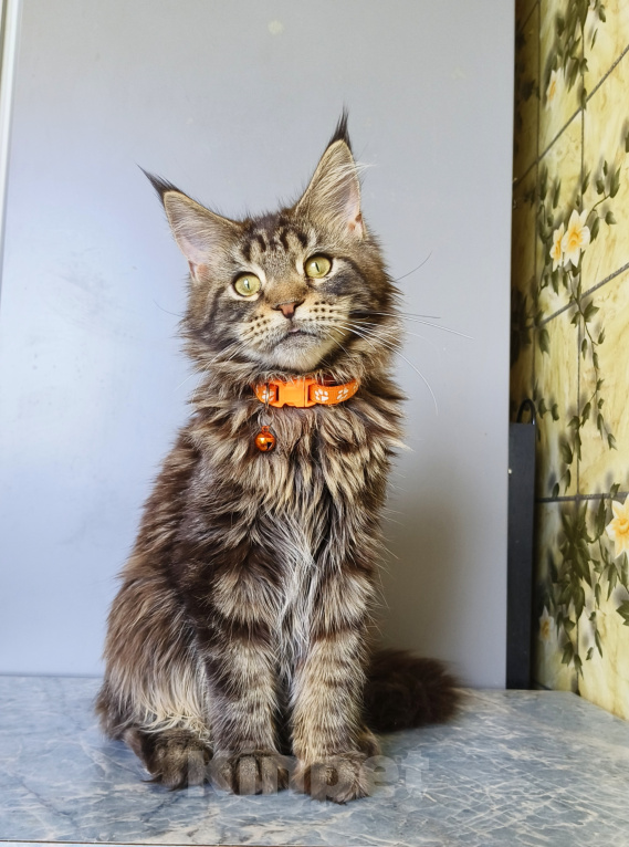Кошки в Москве: Котенок Мейн-Кун Девочка Девочка, 40 000 руб. - фото 8