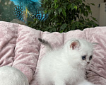 Кошки в Нижнем Новгороде: Шикарная девочка, возможно в разведение!  Девочка, Бесплатно - фото 3