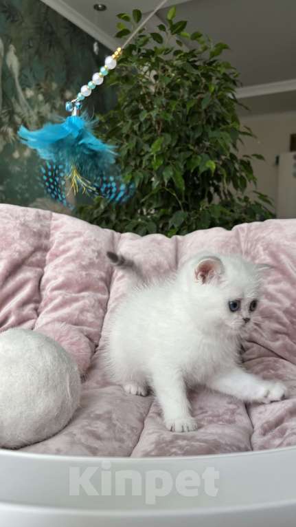 Кошки в Нижнем Новгороде: Шикарная девочка, возможно в разведение!  Девочка, Бесплатно - фото 3