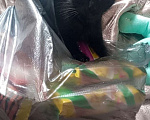 Кошки в Гагарине: Отдам чëрного котëнка Мальчик, Бесплатно - фото 2