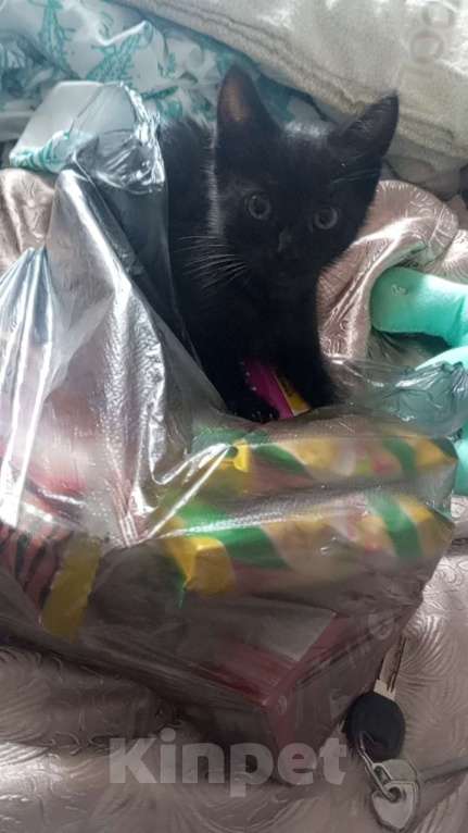 Кошки в Гагарине: Отдам чëрного котëнка Мальчик, Бесплатно - фото 2