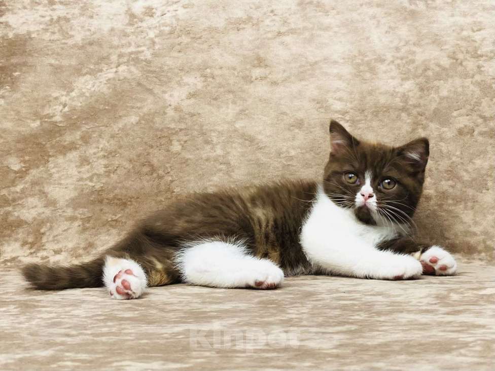 Кошки в Люберцах: Британский котенок Девочка, 50 000 руб. - фото 3