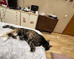 Кошки в Москве: кошечка ищет новый дом Девочка, Бесплатно - фото 6