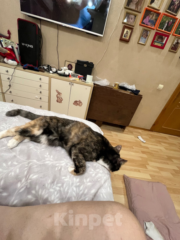 Кошки в Москве: кошечка ищет новый дом Девочка, Бесплатно - фото 6