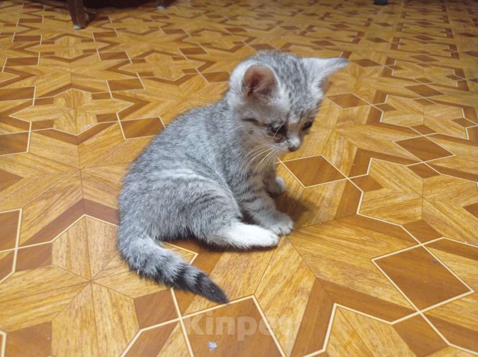 Кошки в Санкт-Петербурге: Рысёнок Девочка, Бесплатно - фото 3