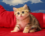 Кошки в Клине: Мраморная золотая девочка Девочка, 20 000 руб. - фото 2