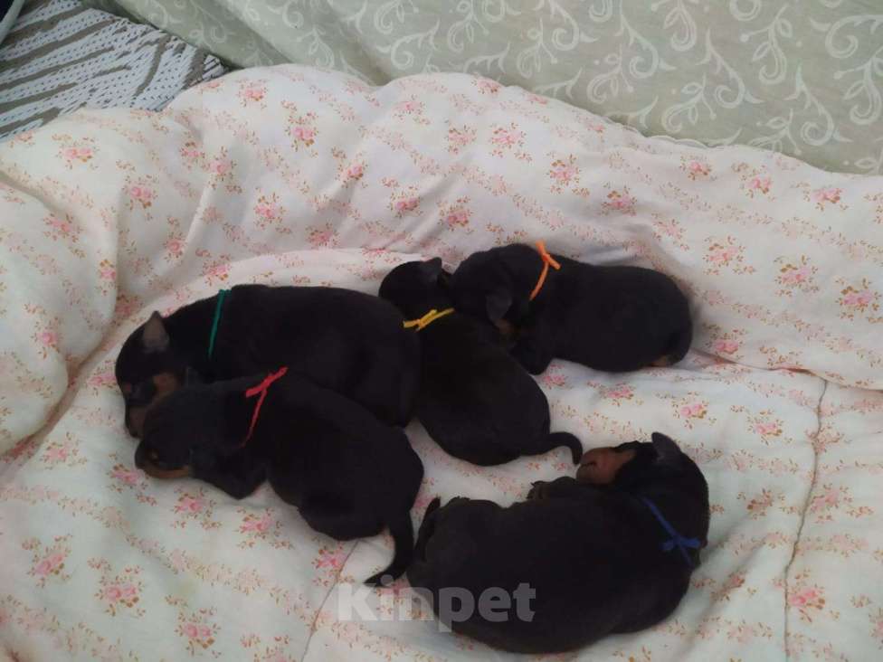 Собаки в Санкт-Петербурге: Щенки цвергпинчер Мальчик, 21 000 руб. - фото 4