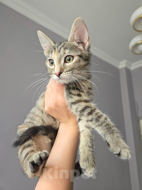 Кошки в Москве: Котенок Халва ищет дом Девочка, Бесплатно - фото 2