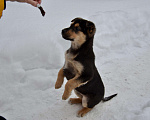 Собаки в Домодедово: Щенок Дэя ищет дом Девочка, 4 руб. - фото 3