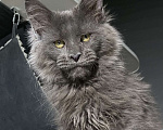Кошки в Москве: Шикарный котик Мейн Кун Мальчик, 50 000 руб. - фото 5