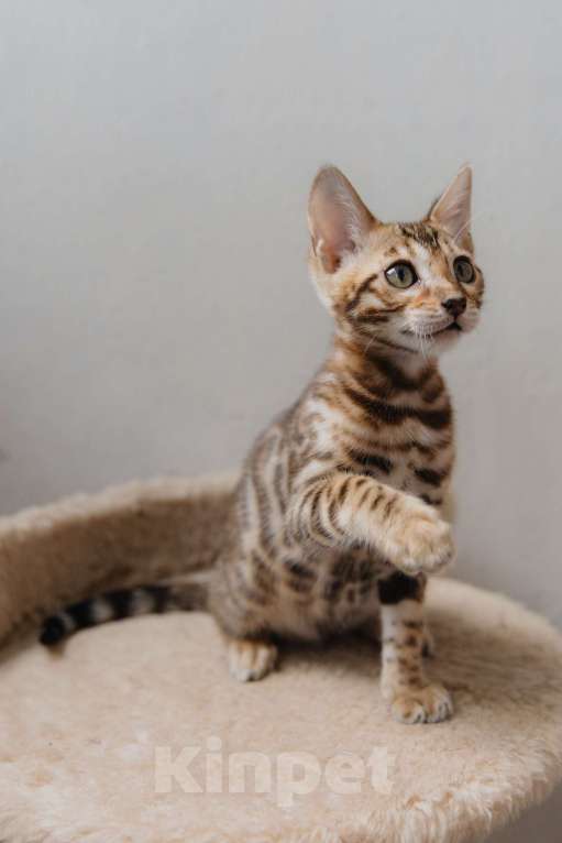 Кошки в Санкт-Петербурге: Девочка (розетка на золоте )  Девочка, 40 000 руб. - фото 3