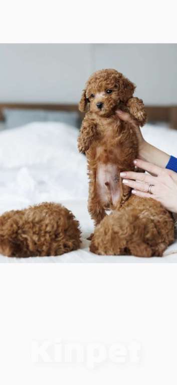 Собаки в Москве: Той пудель Мальчик, 105 000 руб. - фото 2