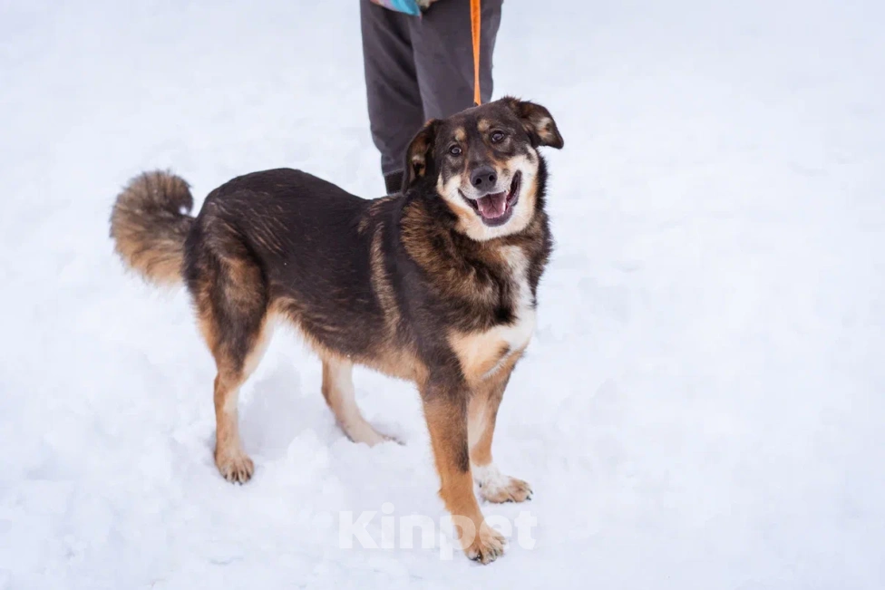Собаки в Москве: Ариэль ищет свою любящую семью Девочка, Бесплатно - фото 1